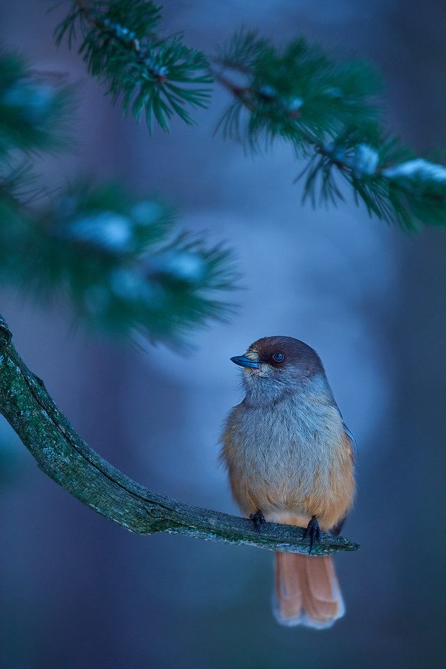 DSC_2123-X2.jpg