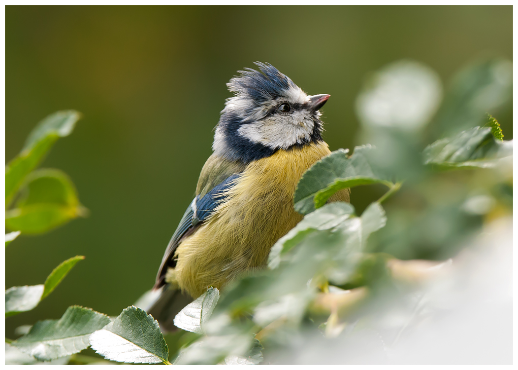 Blaumeise040.jpg