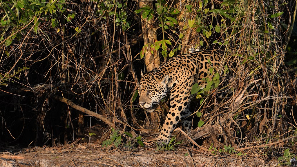 Jaguar tritt im Abendlicht aus dem Dickicht hervor
