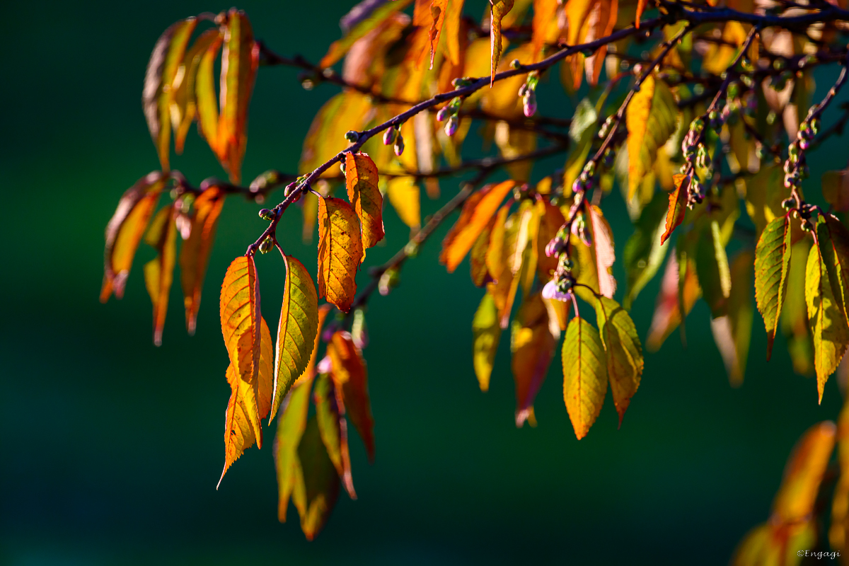 DSC_6869.jpg