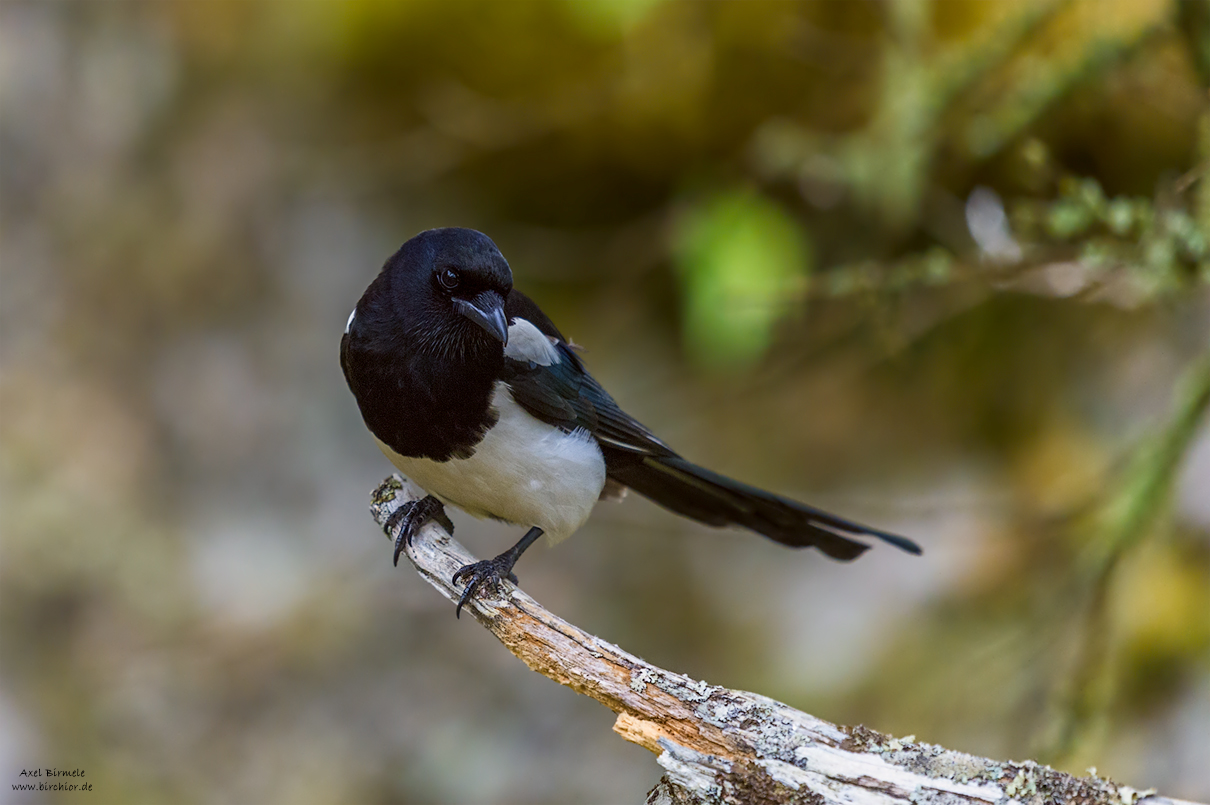 20140524_0631_PS_LAB_1200Px.jpg
