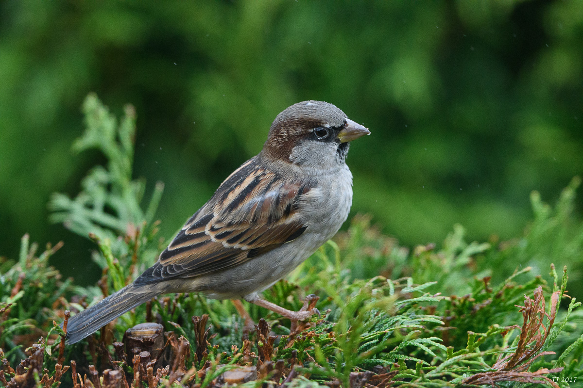 DSC_2785.jpg