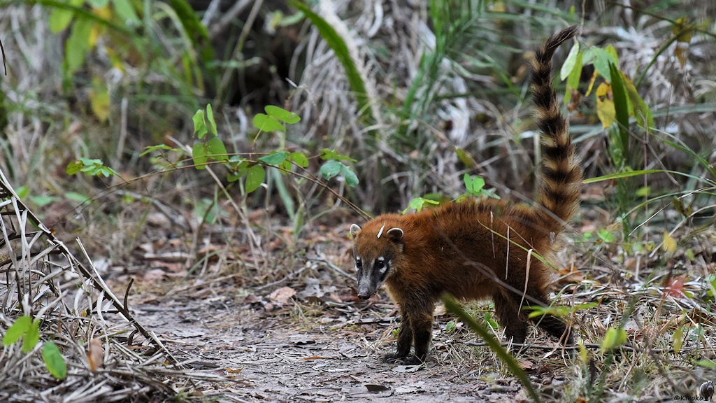 Ein Rotbraunes Tierchen mit langem, hochstehenden, schwarzweißen Ringelschwanz steht am Wegesrand