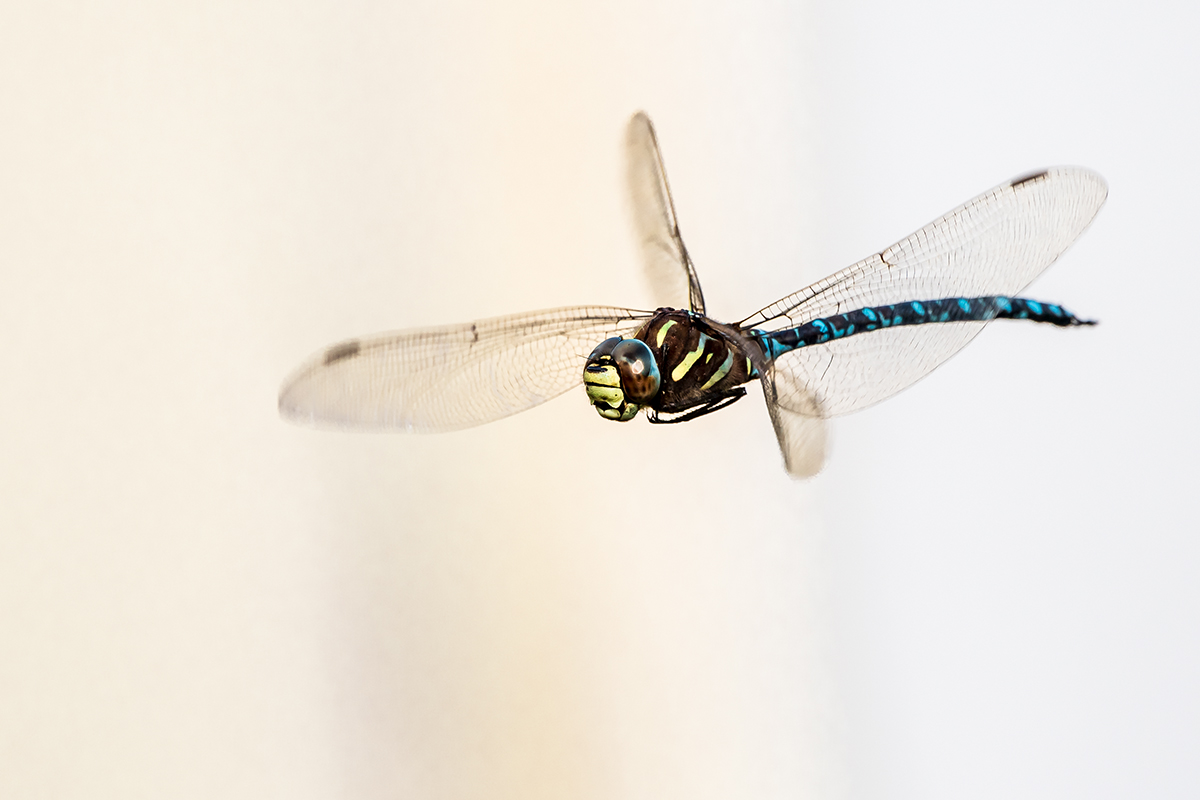 20190826_D500_2225NF.jpg