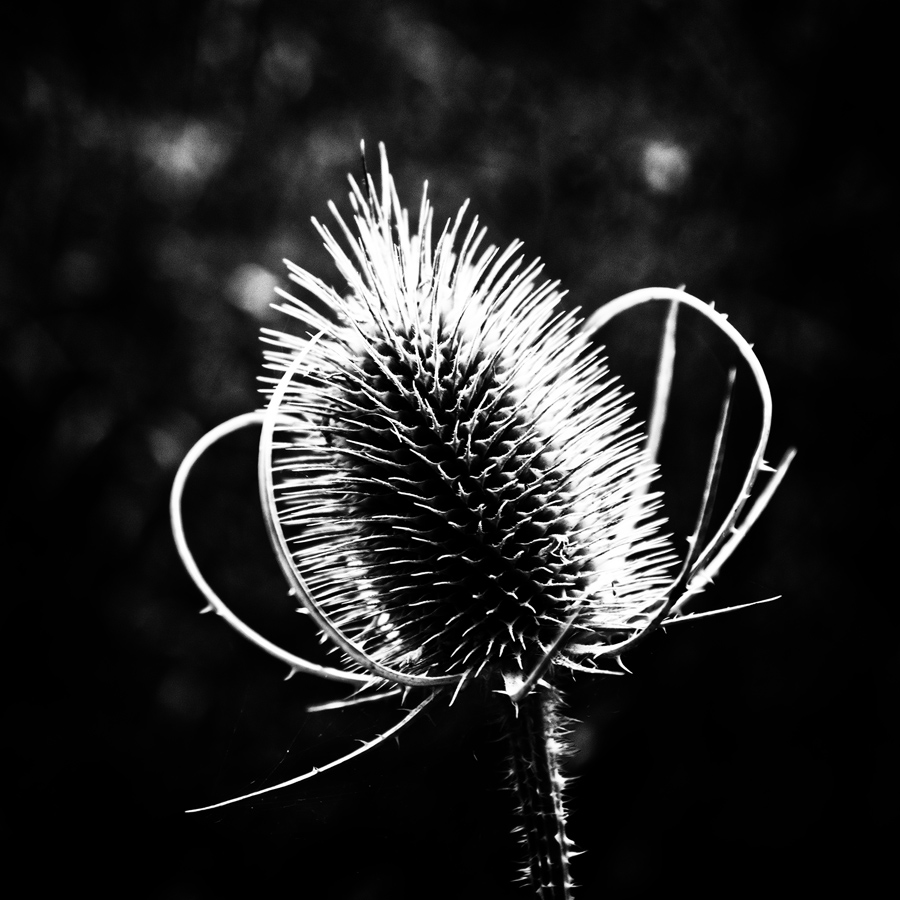 DSCF7735sw-web.jpg