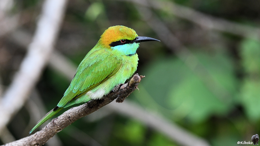 Das Bild zeigt einen grünen Vogel mit gelblicher Kappe, hellblauer Kehle, schwarze Maske und spitzen schwarzen Schnabel sitzt auf einer Astspitze.