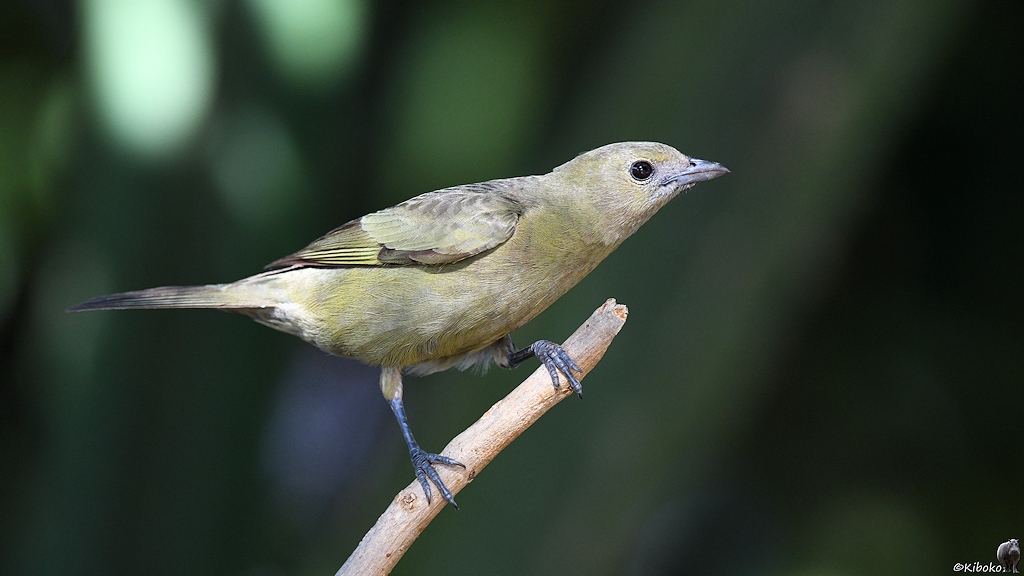Kleiner grau-grüner Vogel sitzt auf einem Ast vor dunklem Hintergrund