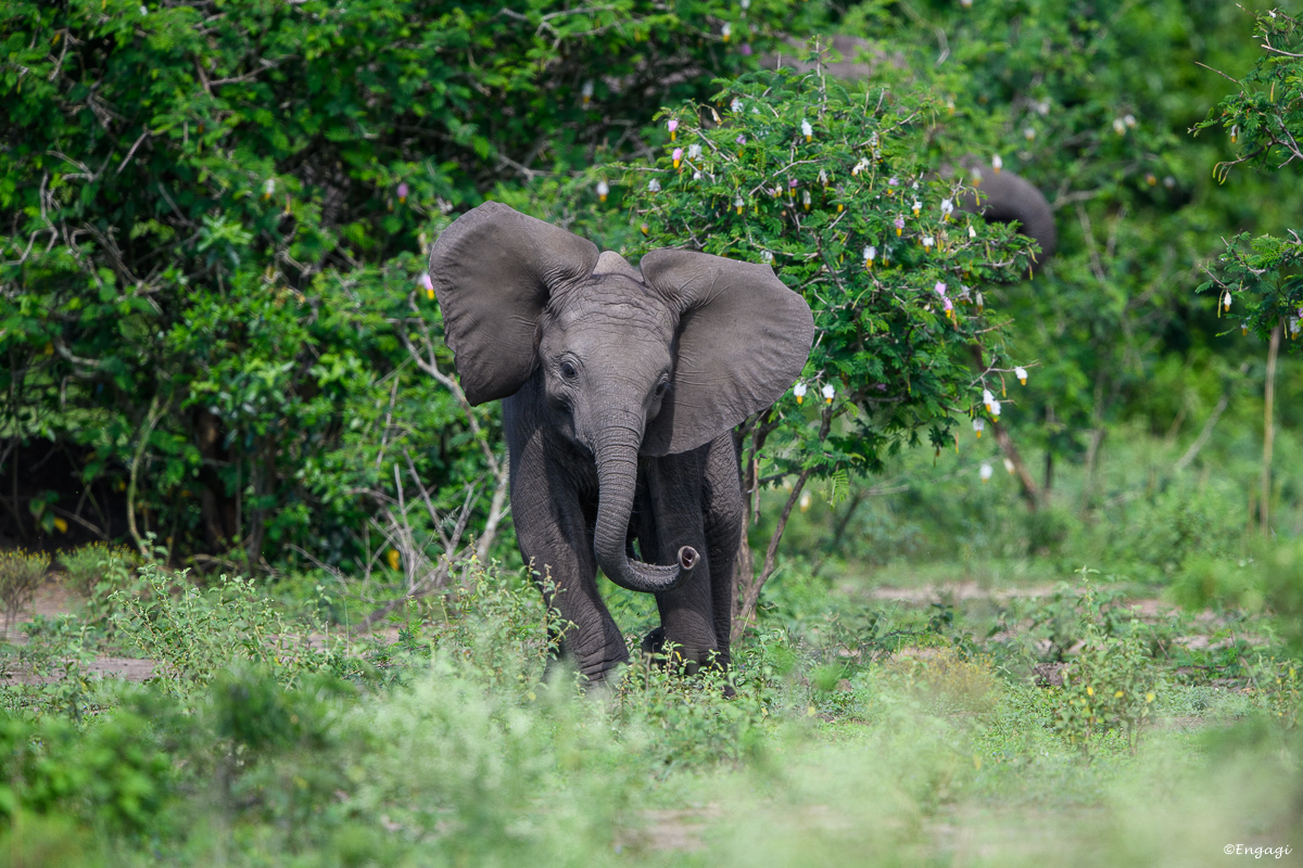 Uganda%201500.jpg