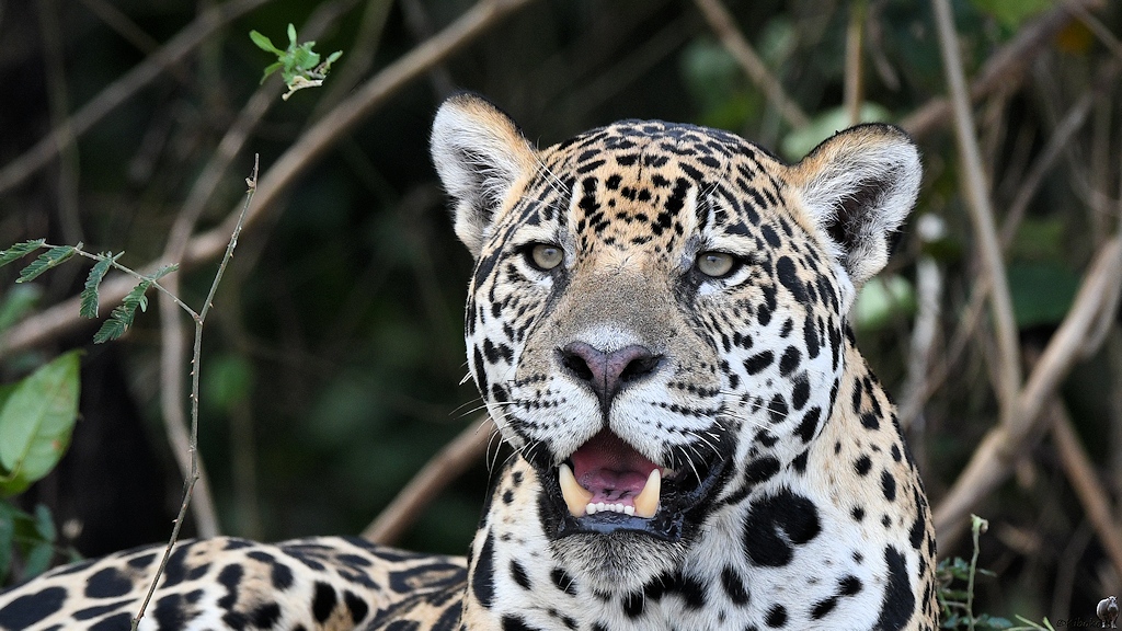 Portrait eines Jaguars