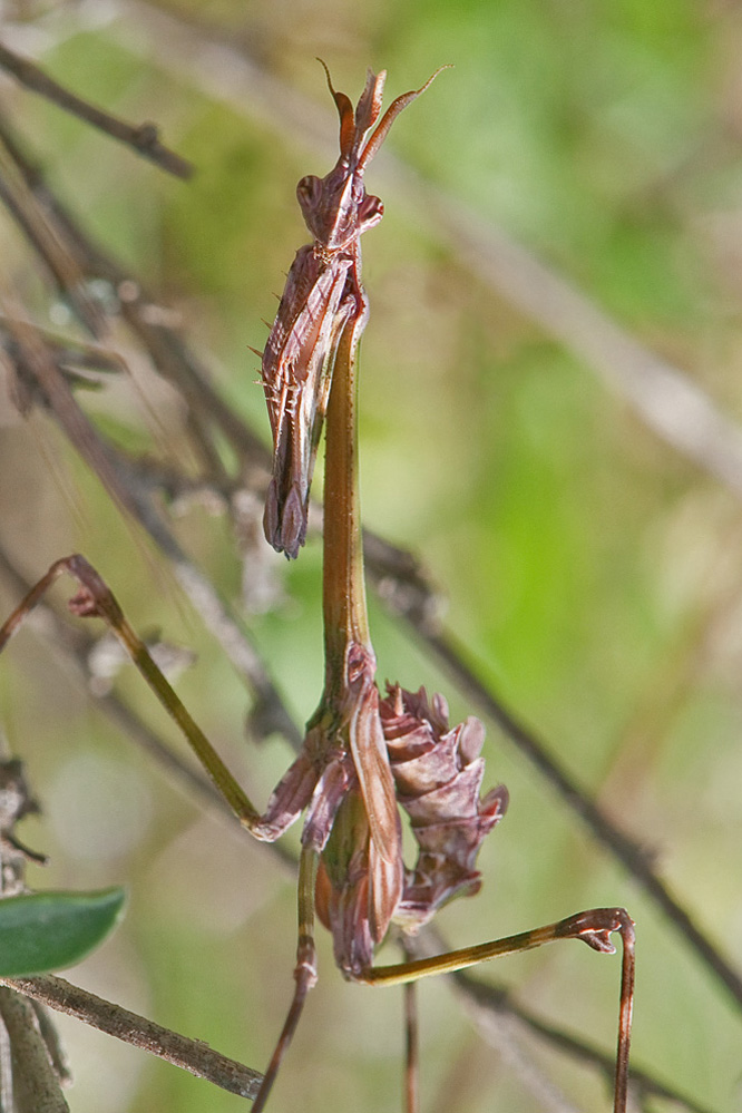 web-empusa.jpg