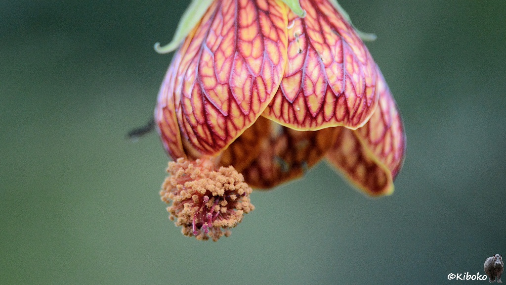 Das Bild zeigt eine trichterförmige gelbe Blume mit roten Adern, die nach unten offen ist.