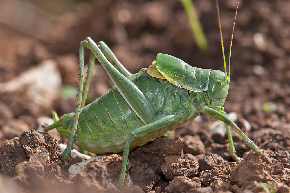 polysarcus1.jpg
