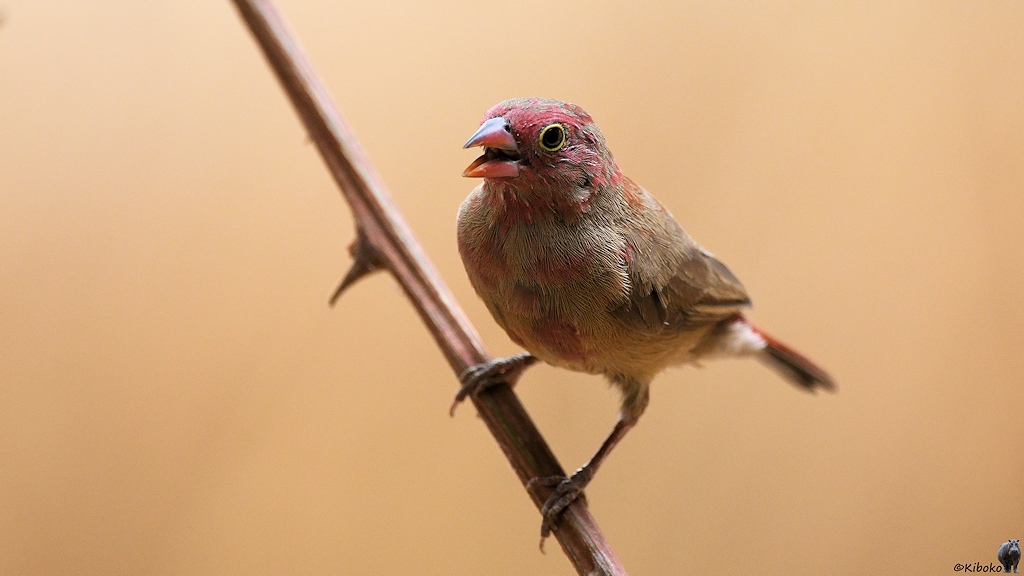 s459_Tinga_RedBilledFirefinch_6950.jpg