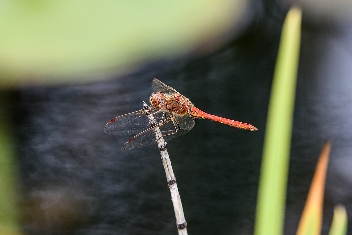 20170803_D810_0718vNF.jpg
