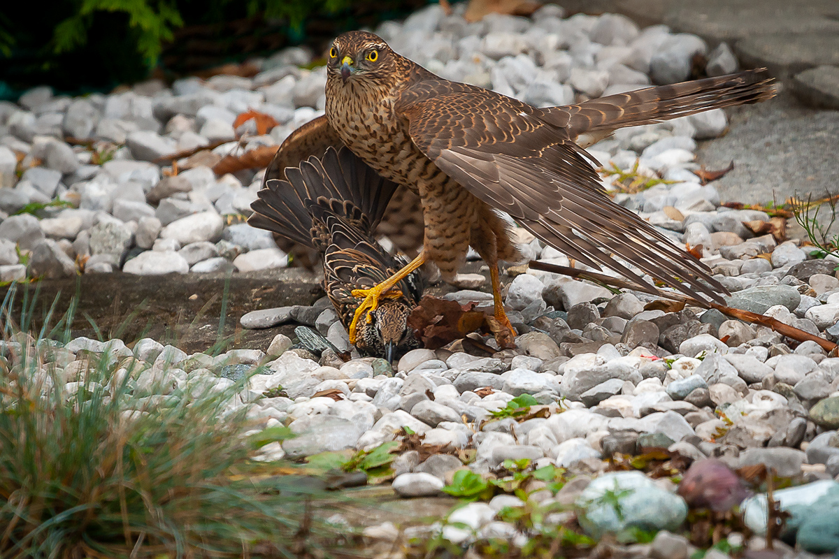 200910_A9_0592NF.jpg