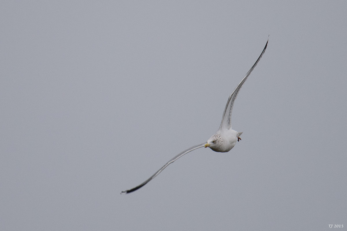 DSC_1404.jpg
