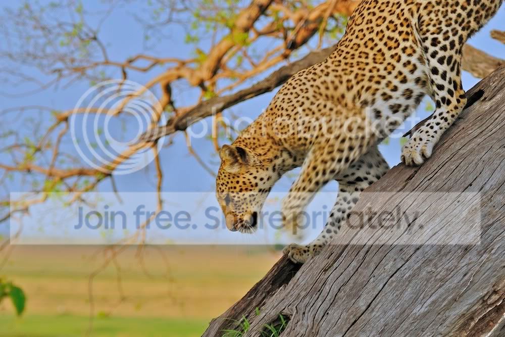 Lepard_0006.jpg