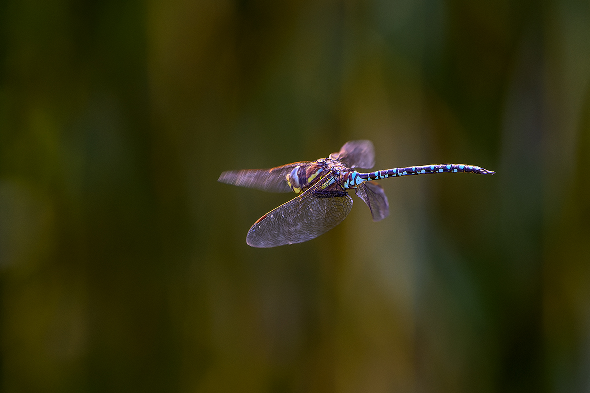 20220904_NZ9_0518_DPNF.jpg