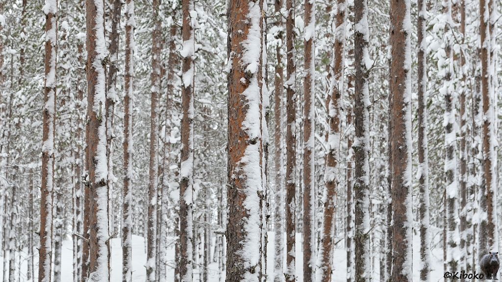 Das Bild zeigt einen Ausschnitt aus einem Winterwald mit braunem Fichtenstämmen die von der rechten Seite mit Schnee bedeckt sind.