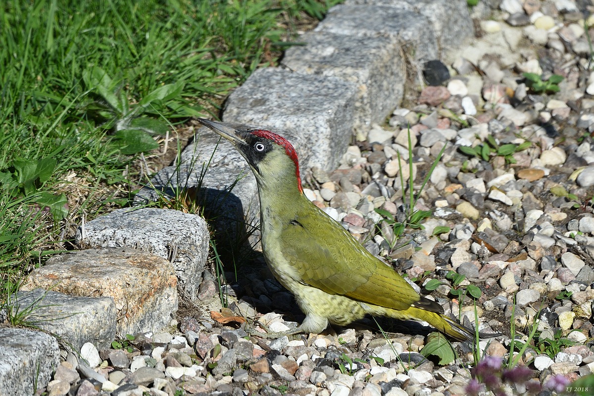 TJ_comp_DSC_0770.jpg