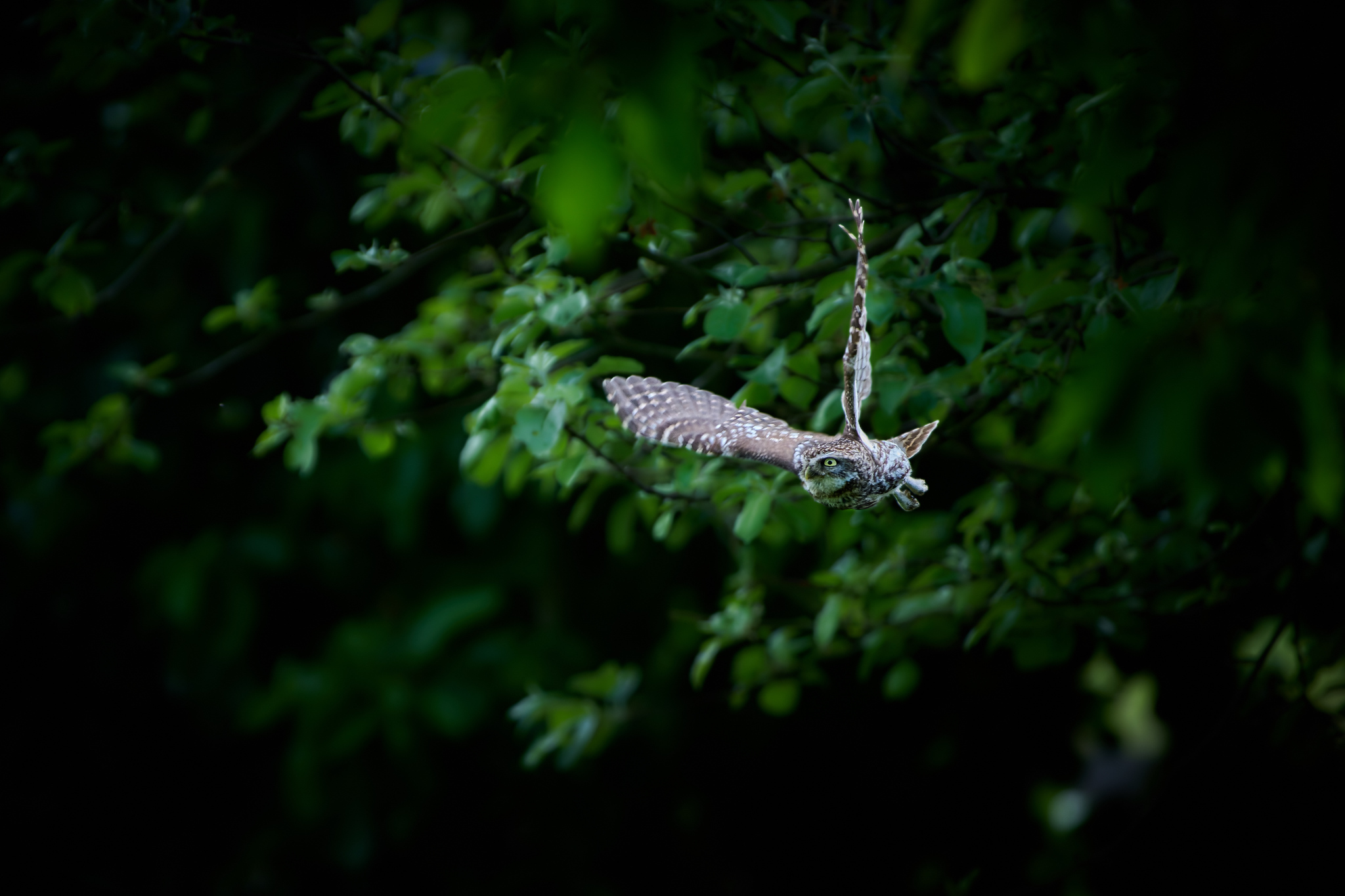DSC_2152-NEF_DxO_DeepPRIME-X4.jpg