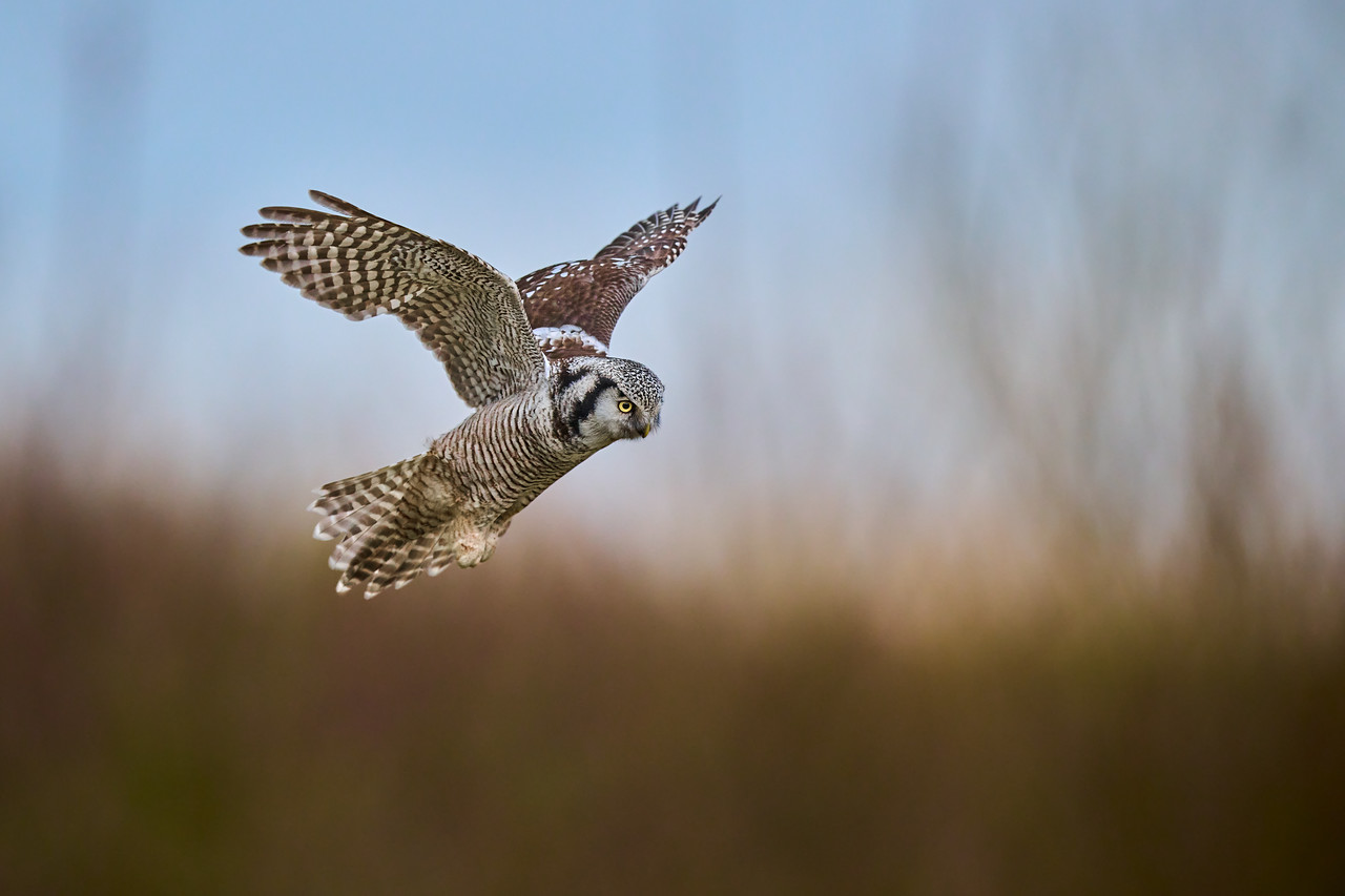 DSC_3242-X2.jpg