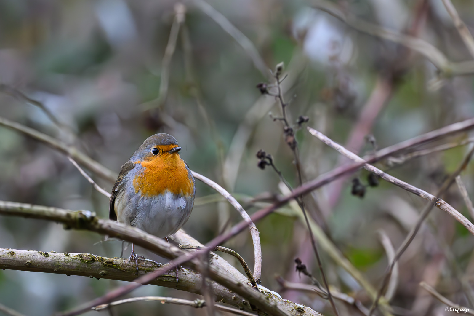 DSC_2275.jpg
