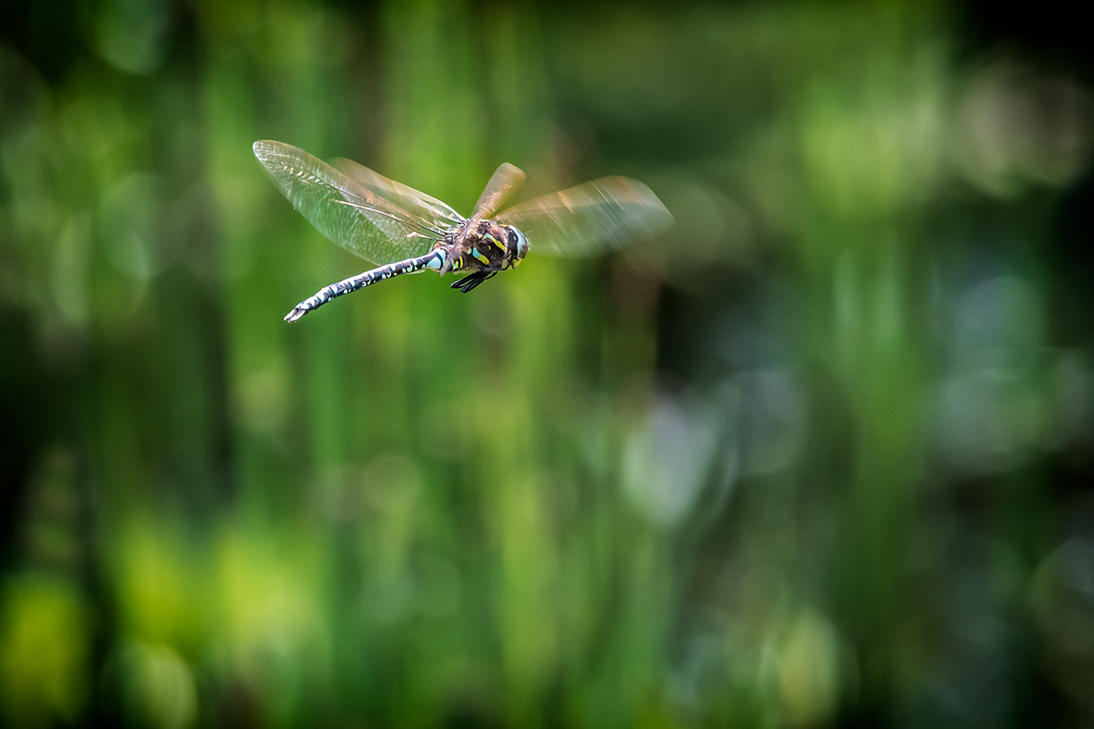 20200813_D500_1003NF.jpg