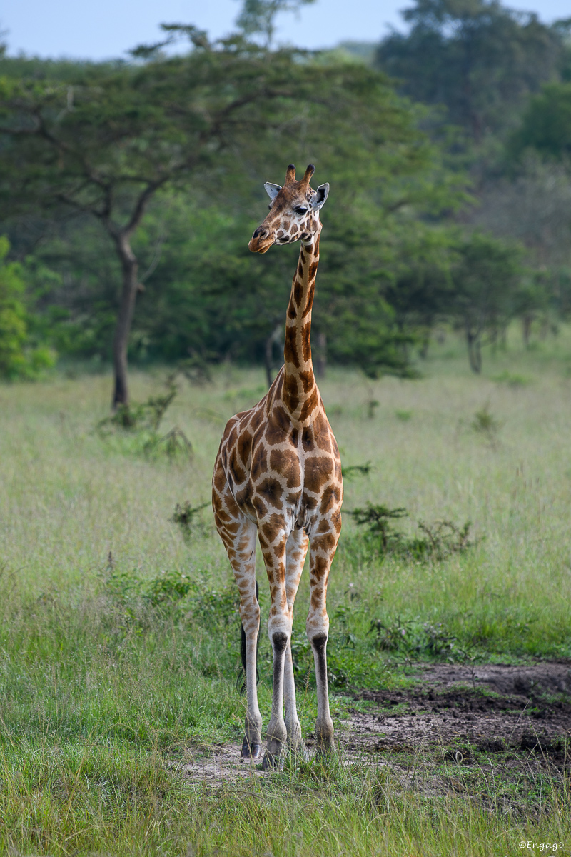 Uganda%202556.jpg