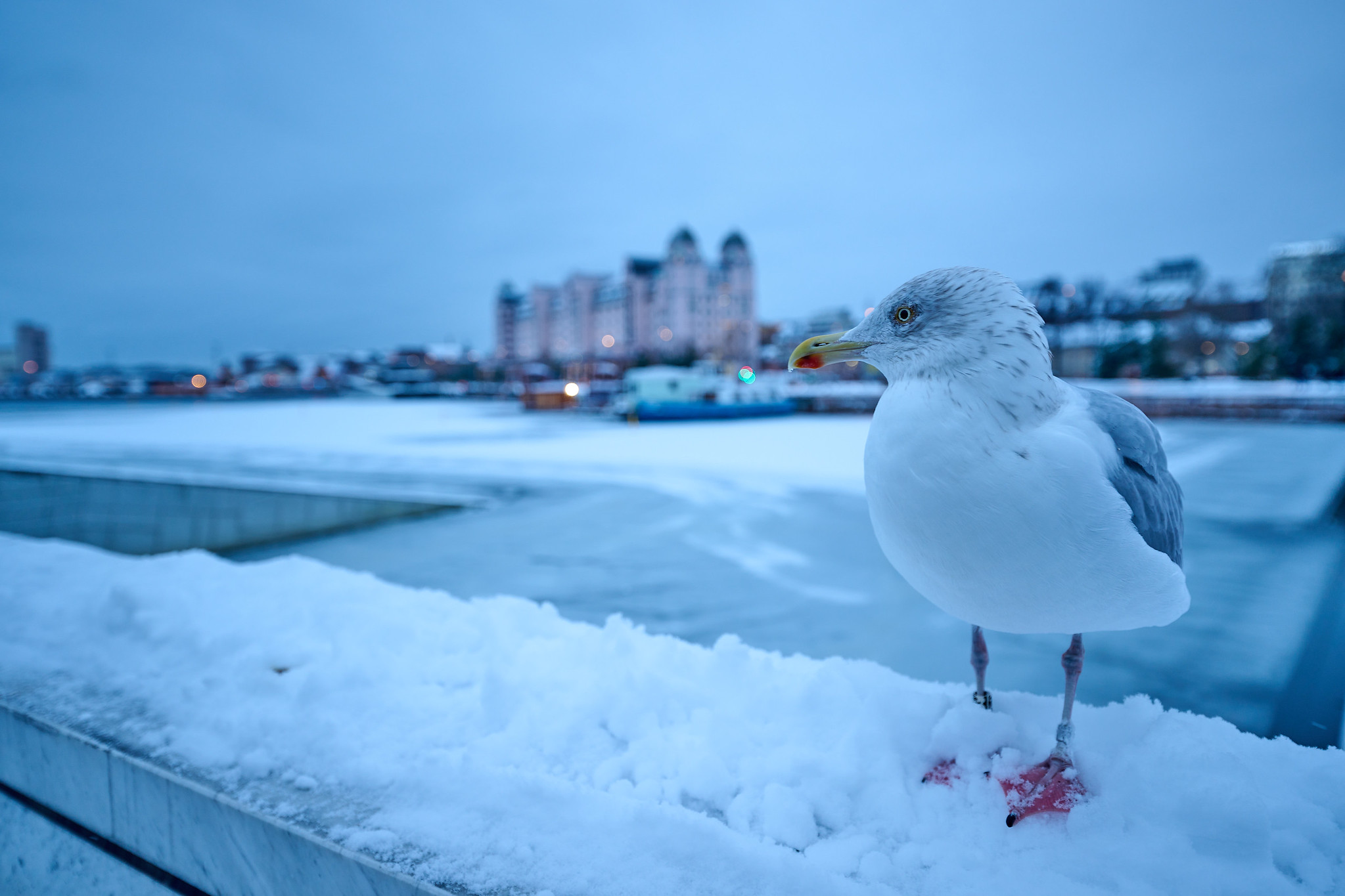 DSC_5954-X4.jpg