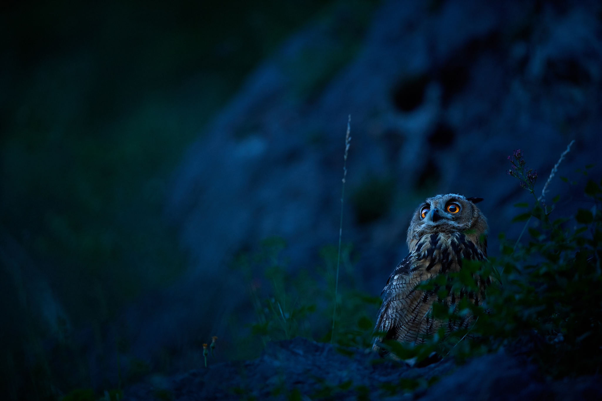 DSC_2732-X4.jpg
