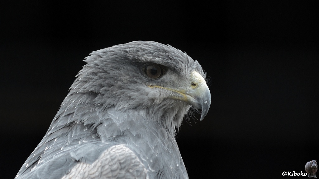 Das Bild zeigt das Porträt eines grauen Greifvogels schräg von vorn. Der Vogel hat einen dunkelgrauen Hakenschnabel mit gelblichem Ansatz. Die Augen sind graubraun.