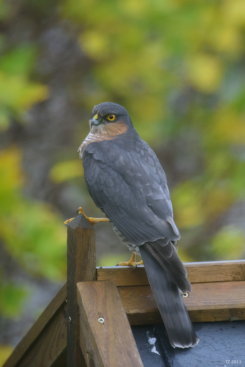 DSC_1208.jpg