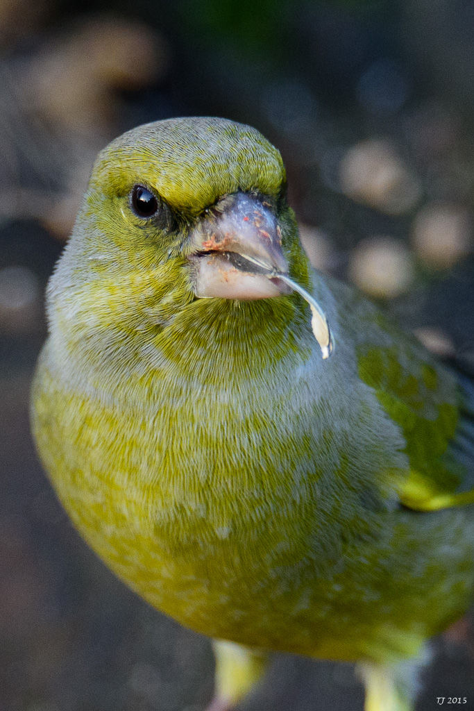 DSC_1295.jpg