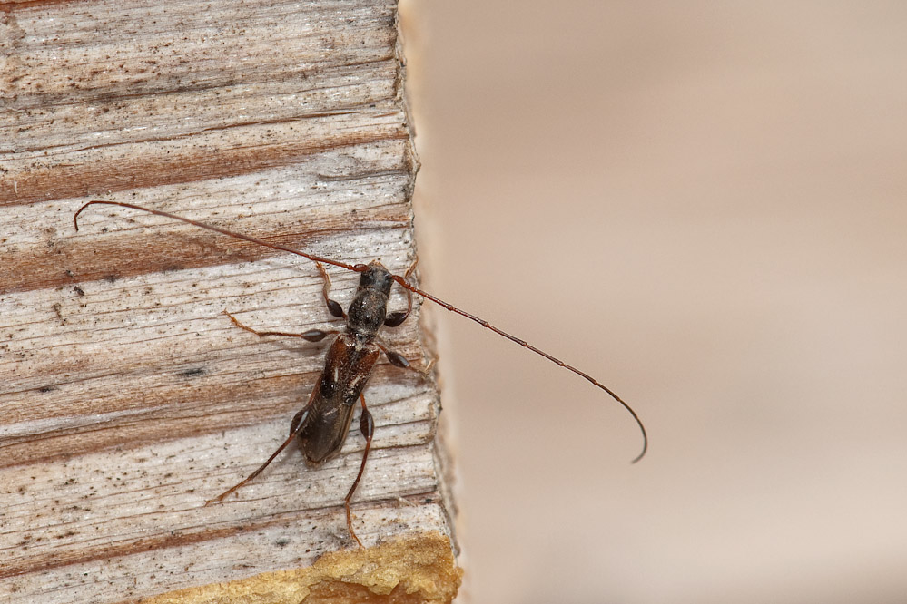 molorchus_fischingen_ch_130508_2.jpg