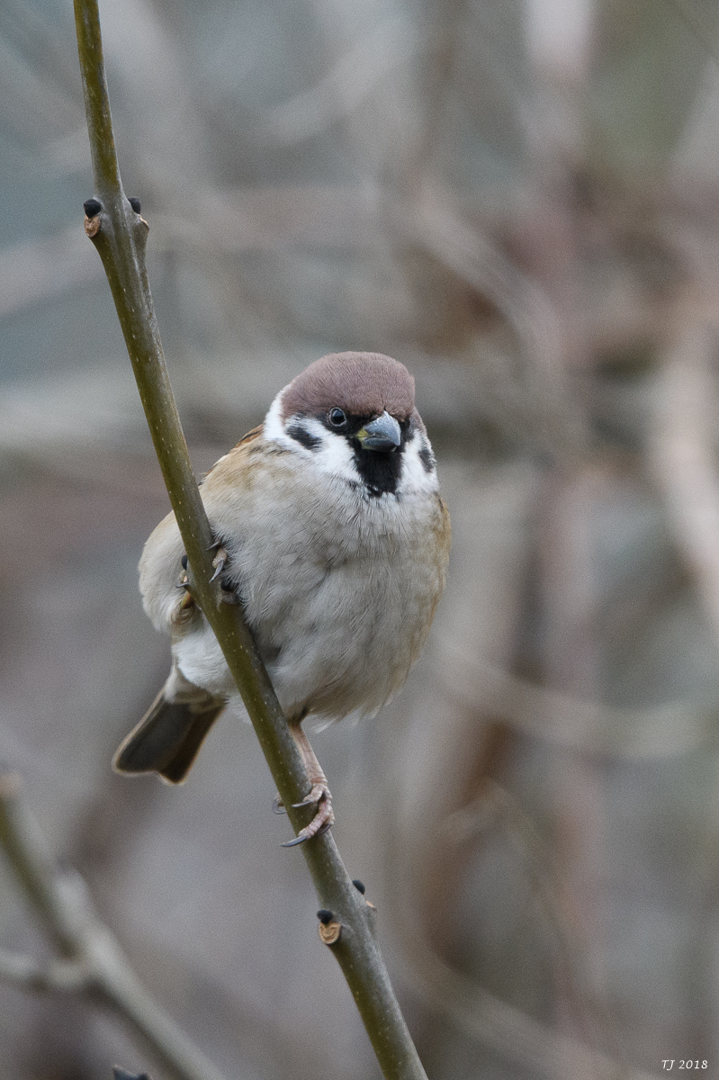 DSC_6792.jpg