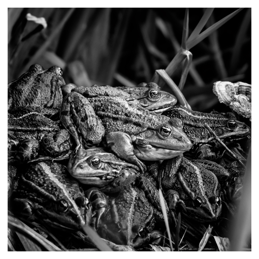 Frosch_BGB_1.jpg