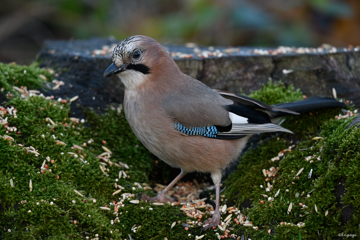 DSC_7932.jpg