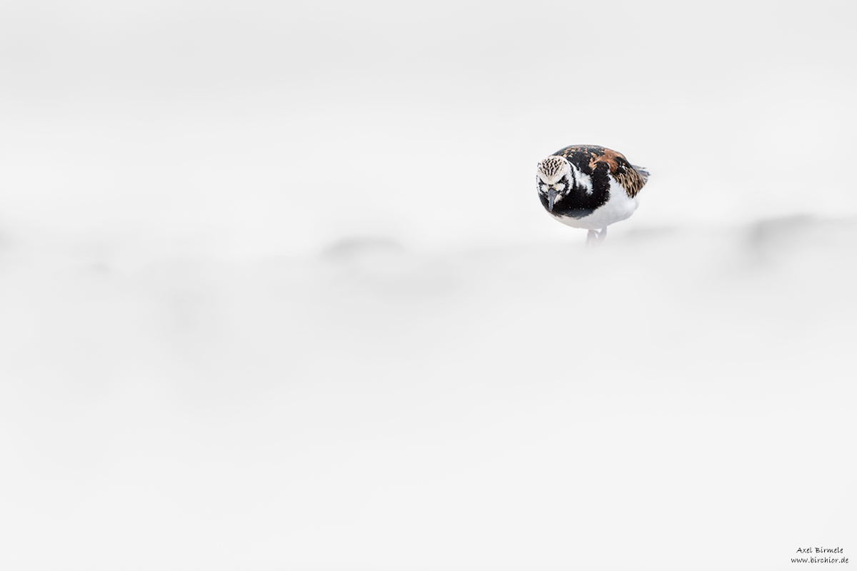 20190502_0227_PS_LAB1200Px.jpg