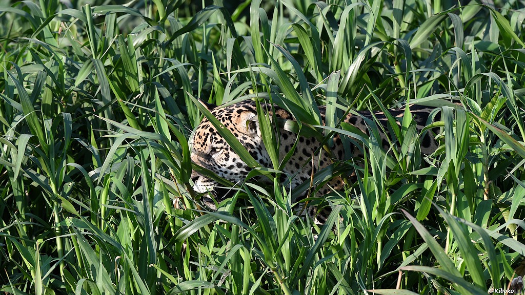 Der Jaguar schleicht durch hohes Gras. Nur der Kopf schaut heraus.