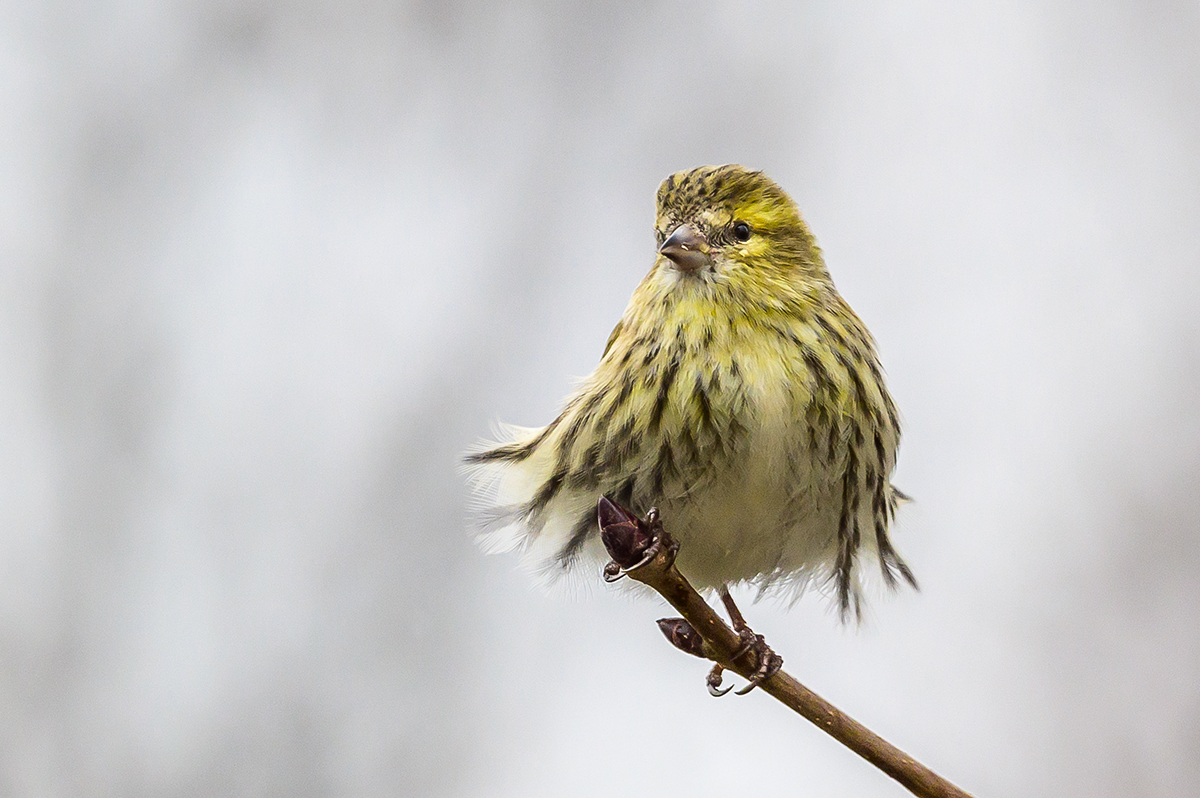 20201225_NZ6_2585NF.jpg
