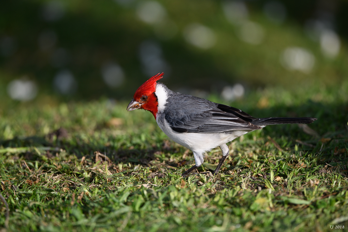 Argentinien0649.jpg