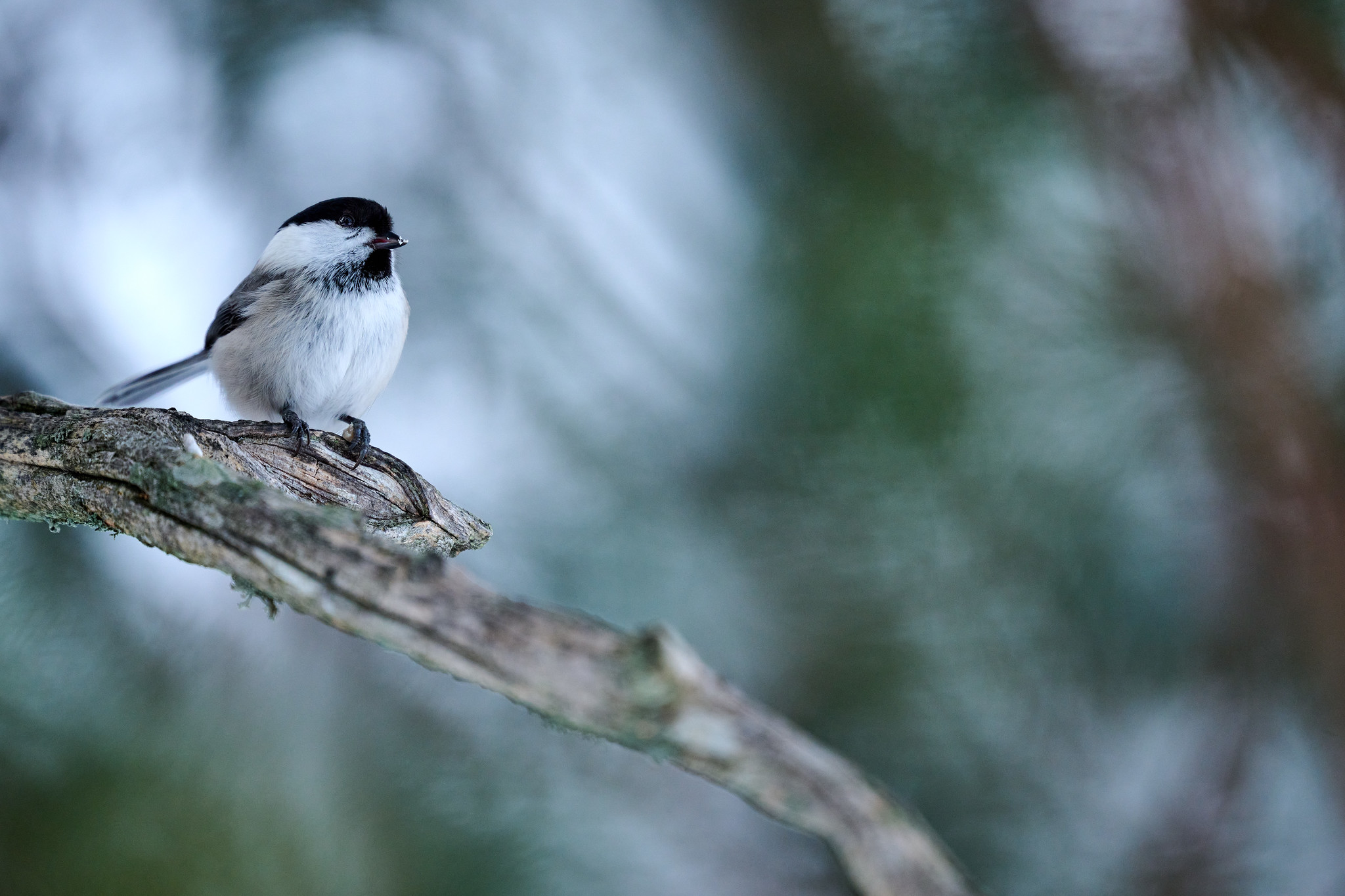 DSC_1837-X4.jpg