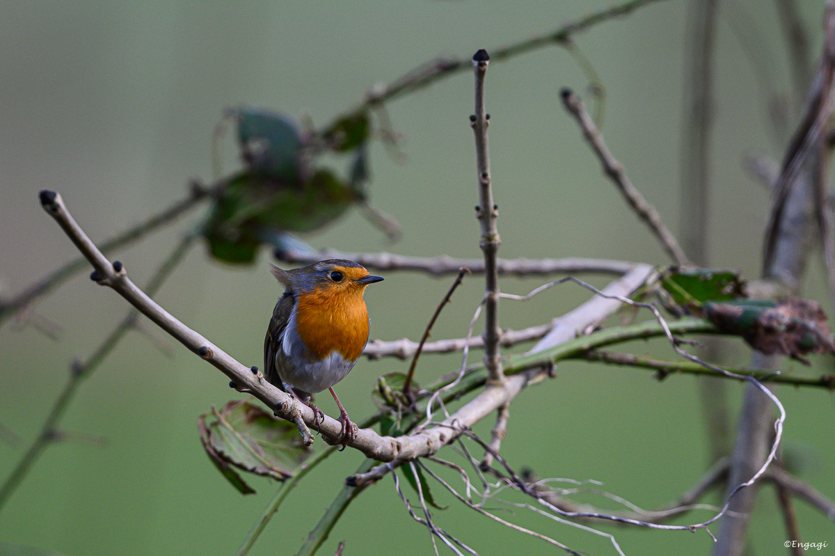 DSC_1357.jpg
