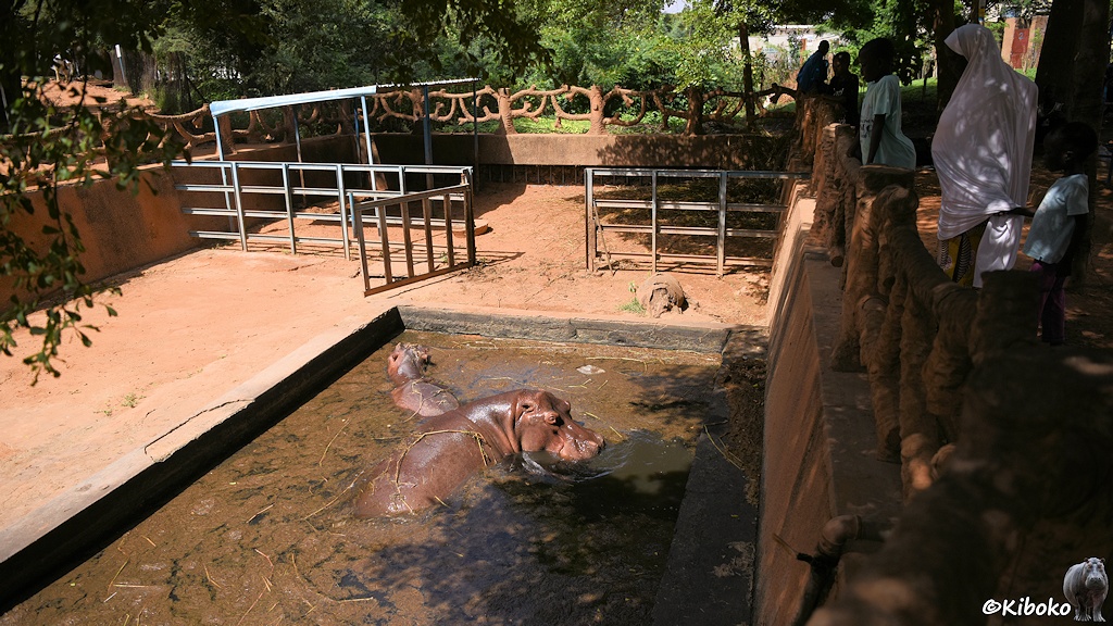 Das Bild zeigt ein kleines rechteckiges Wasserbecken, dass mit brauner Soße bedeckt ist. Darin baden ein großes und ein kleines Hippo. Ein paar Besucher schauen von einer Betonmauer auf das Becken.