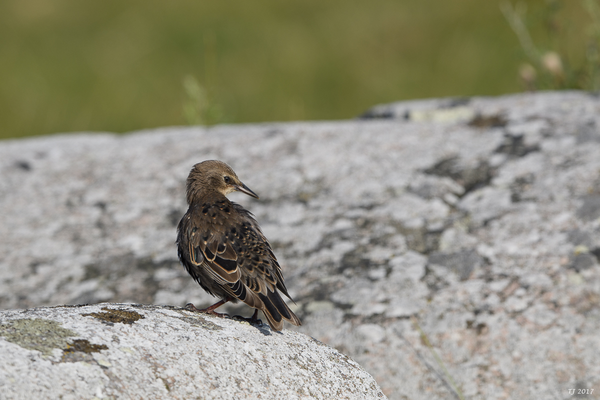 DSC_2472.jpg