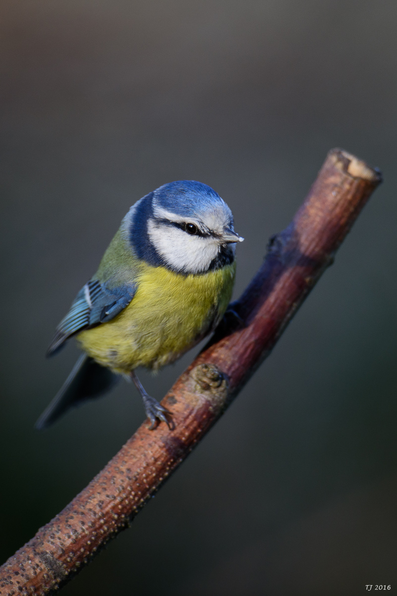 DSC_1847.jpg
