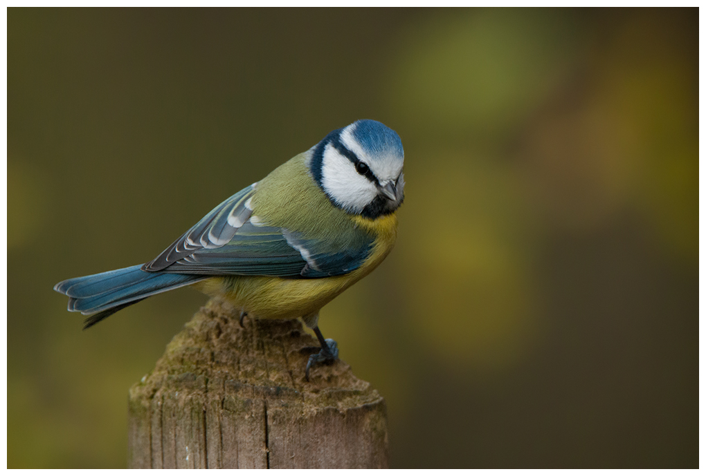 Blaumeise005.jpg