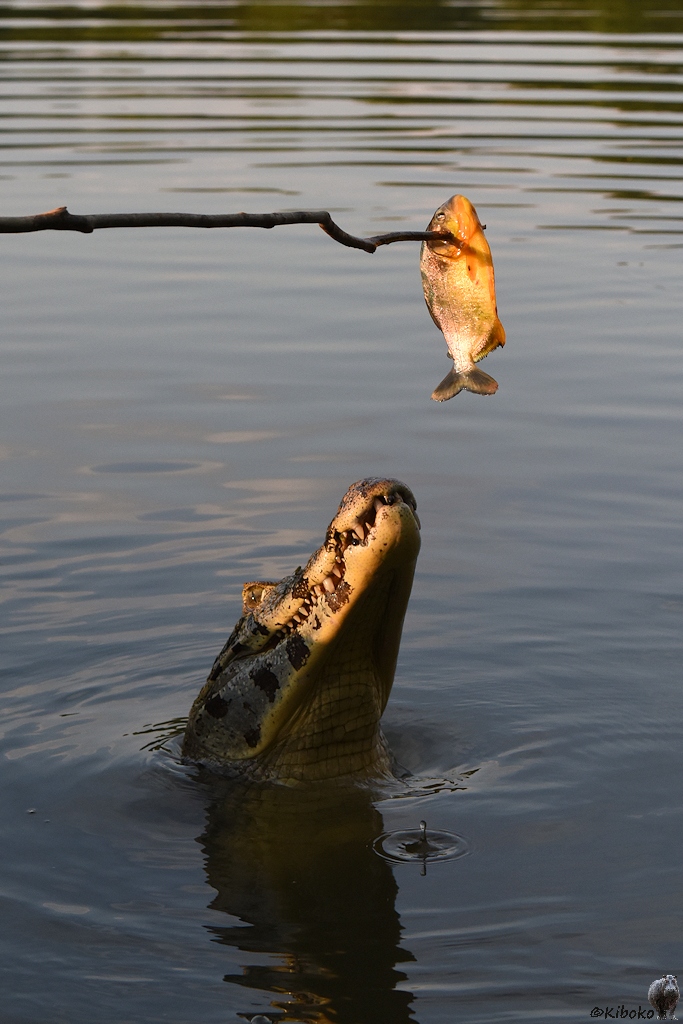 Kaiman steckt die Schnauze aus dem Wasser und geht mit der Schnauze zum Fisch