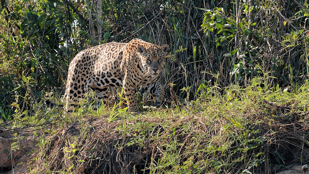 Jaguar läuft an der Kante vom Steilufer entalng